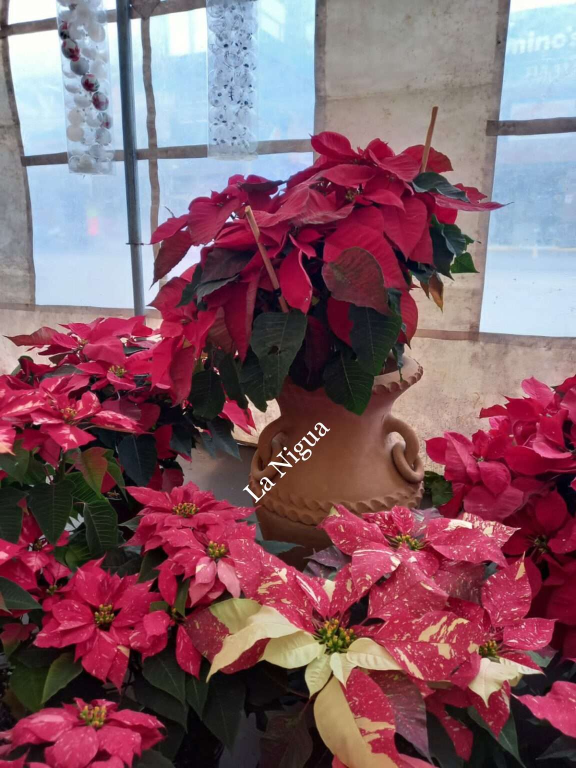 Detona la economía local expo venta navideña