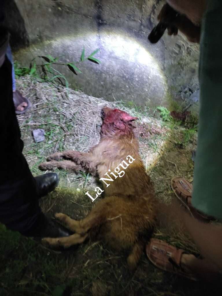 Se registra otro ataque de perro pitbull en Las Choapas 2 img 20221215 wa00181568186392608448751