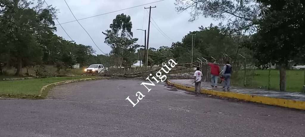 Fuertes vientos por FF19 provoca caída de árboles y postes en Las Choapas 2 img 20221224 wa00135493854061337104019