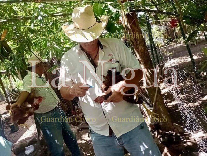 MÁS DE 2100 AVES VACUNADAS CONTRA NEWCASTLE EN SOLEDAD. 3 img 20230720 wa00012347848872958968229