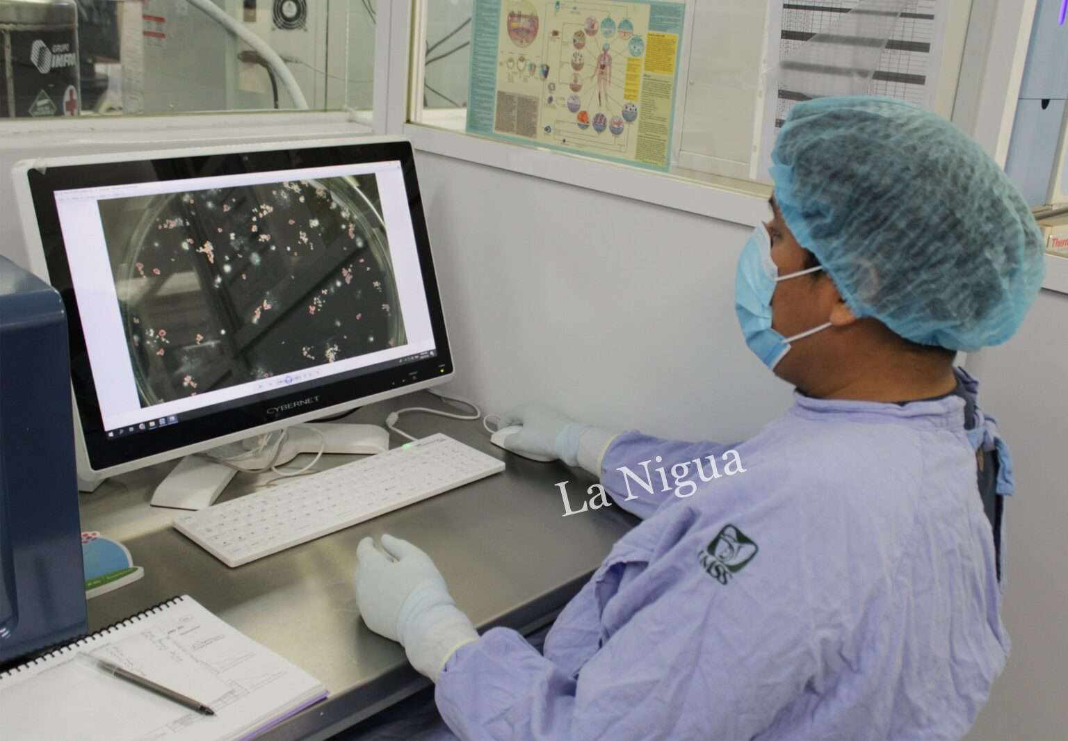 Con Banco de células de cordón umbilical, IMSS ha realizado trasplante de médula ósea a más de 150 menores