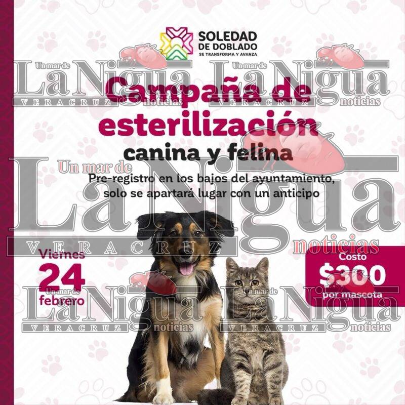 Campaña de esterilización canina y felina en Soledad de Doblado