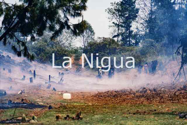 ATIENDEN INCENDIO FORESTAL EN COSCOMATEPEC 4 pastizal 38299604906822869566