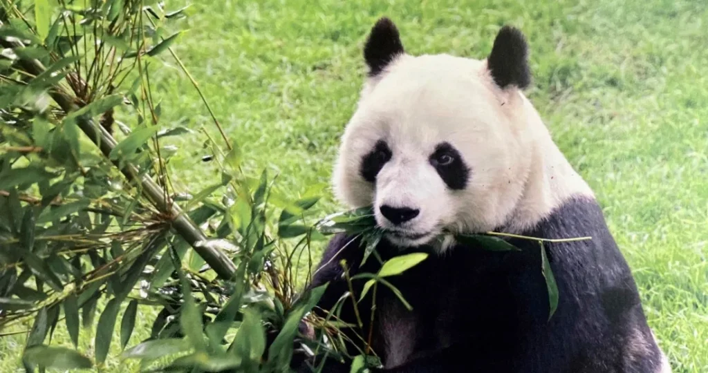 ¡Hasta siempre! Shuan Shuan, la panda gigante más longeva de México, muere en la CdMx